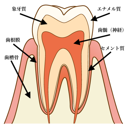 歯の断面の写真
